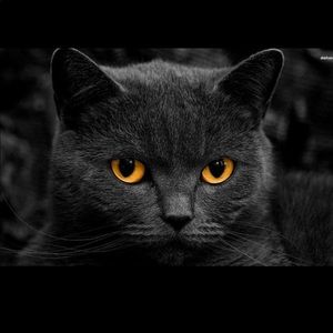 Meet your Posher, Deann